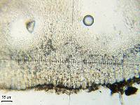 Placidium lachneum image