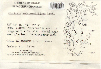 Cladonia metacorallifera image