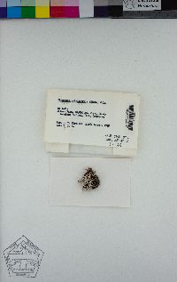 Thamnolia subuliformis image