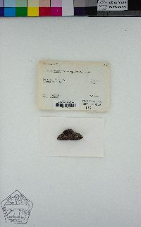 Rhizocarpon petraeum image