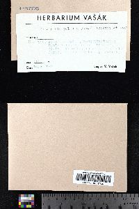 Protoparmeliopsis peltata image