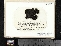 Scytinium plicatile image