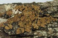 Placidium arboreum image