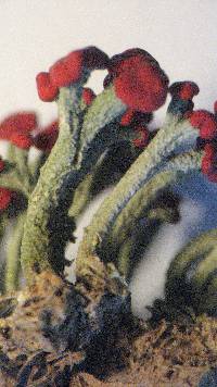 Image of Cladonia cristatella