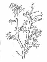 Image of Cladonia arbuscula