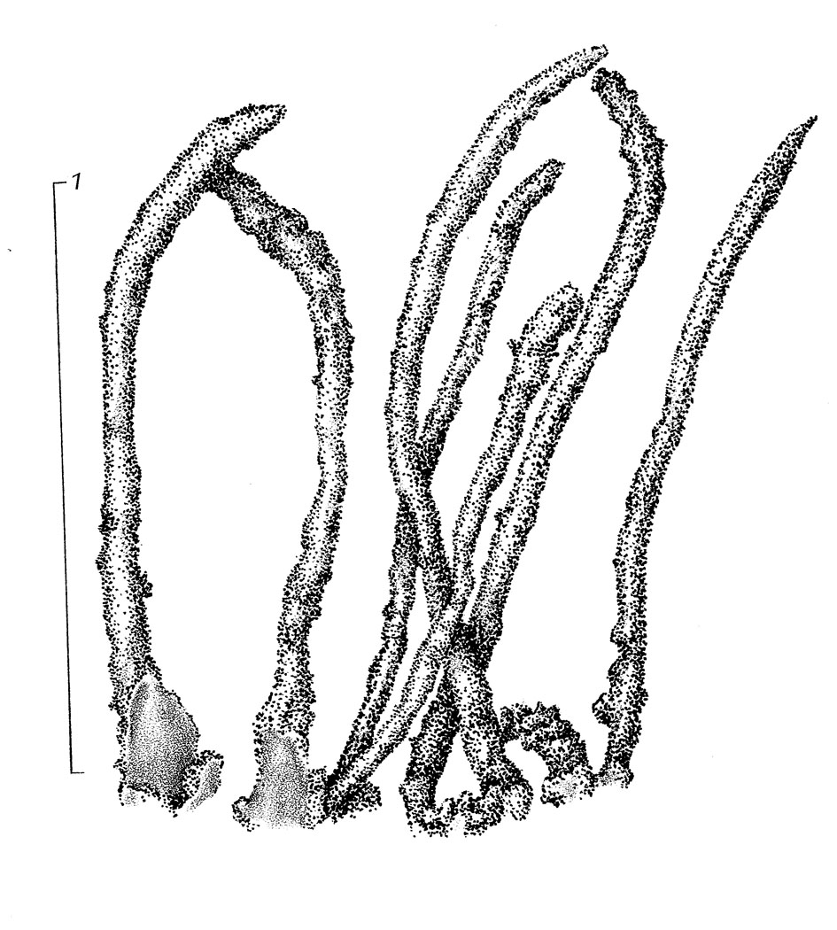 Cladonia bacilliformis image
