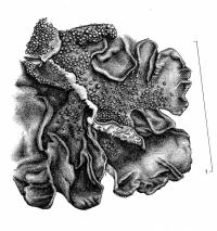 Lathagrium undulatum image