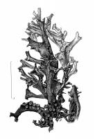 Scytinium palmatum image