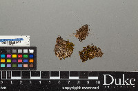 Peltigera lepidophora image