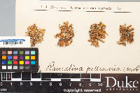 Ramalina pollinaria image