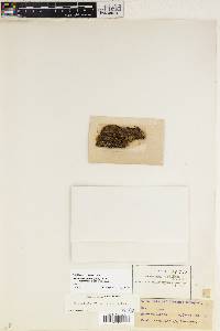 Coenogonium pineti image