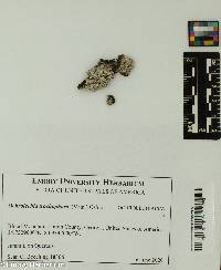 Ochrolechia trochophora image