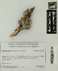Tuckermanopsis ciliaris image