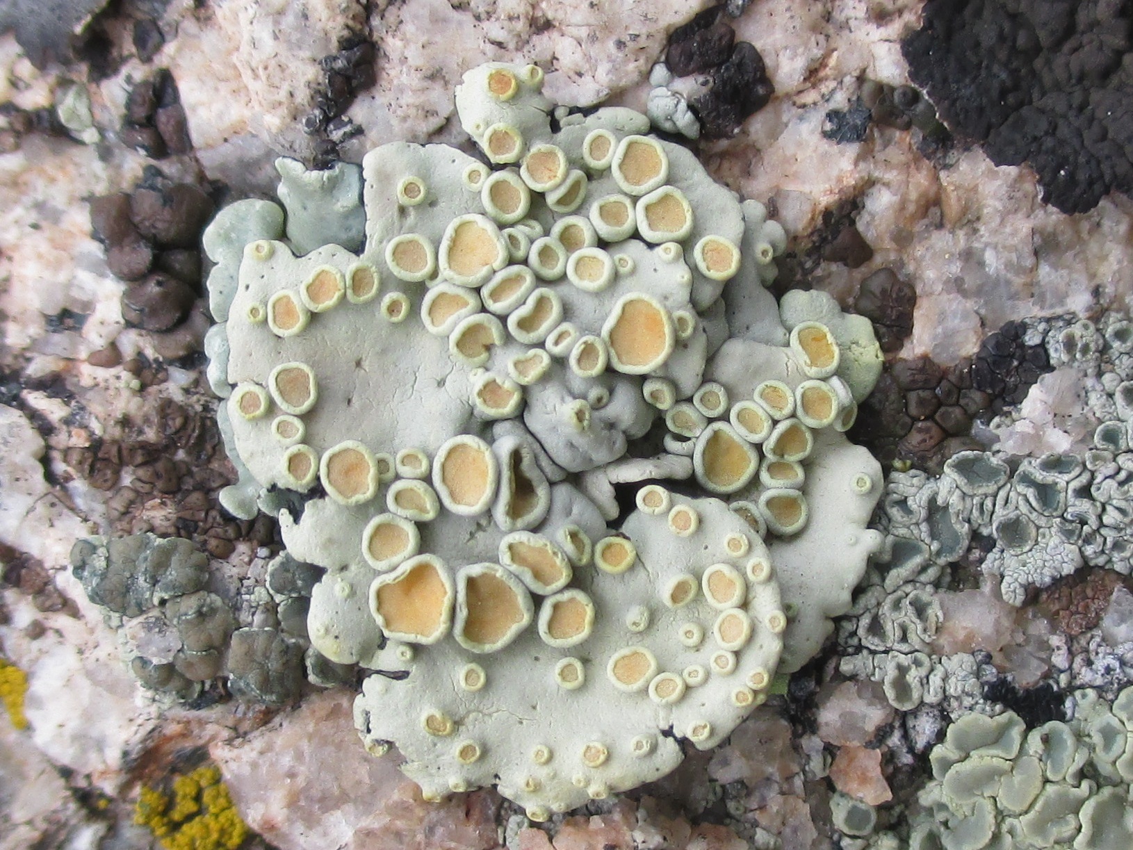 Rhizoplaca chrysoleuca image