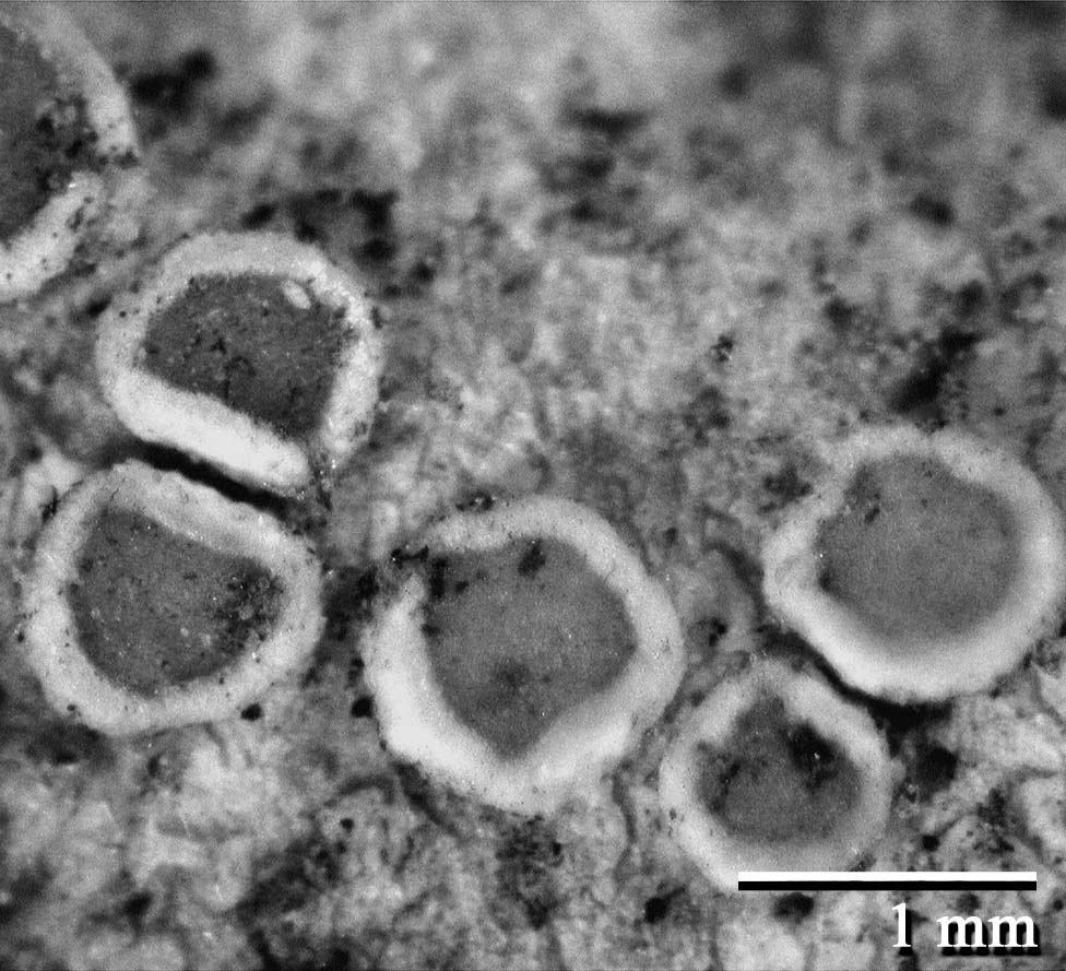 Lecanora allophana image