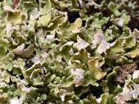 Cladonia apodocarpa image