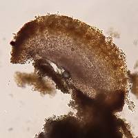 Pleopsidium flavum image