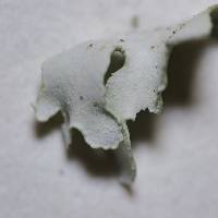Cladonia apodocarpa image
