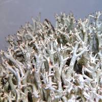 Cladonia uncialis image