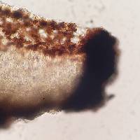 Porpidia macrocarpa image