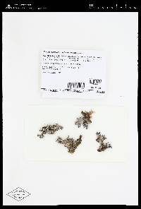 Pseudocyphellaria intricata image