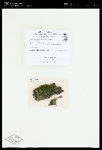Cladonia ignatii image