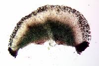 Megalaria columbiana image
