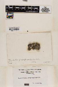 Rhizocarpon geographicum image