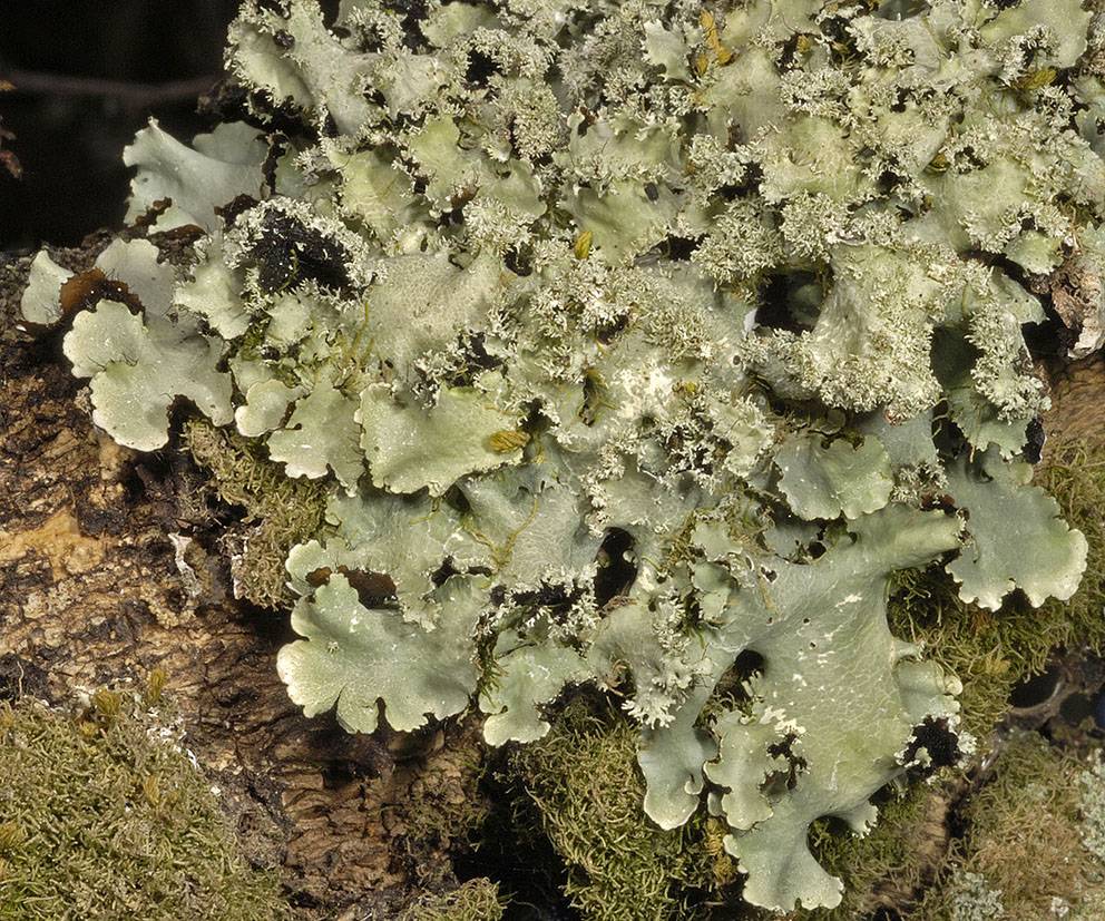 Parmotrema subisidiosum image