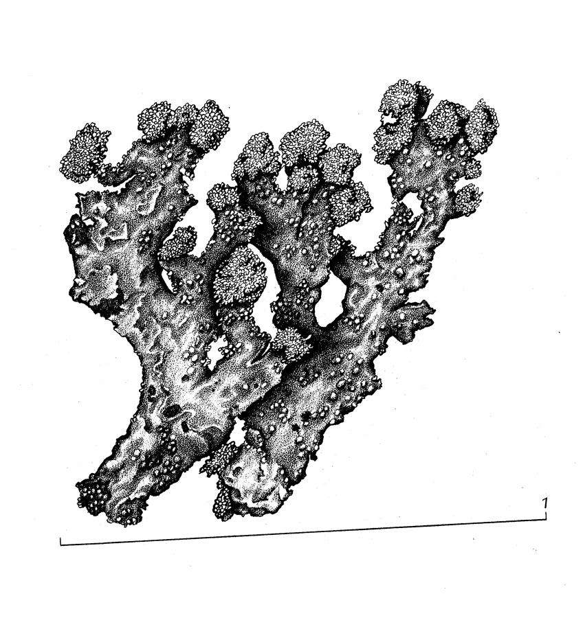 Parmeliopsis image