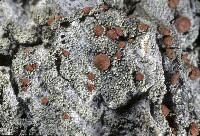 Image of Bacidia rubella