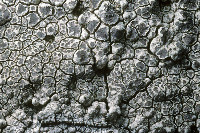 Bellemerea alpina image