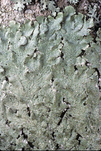 Canoparmelia caroliniana image