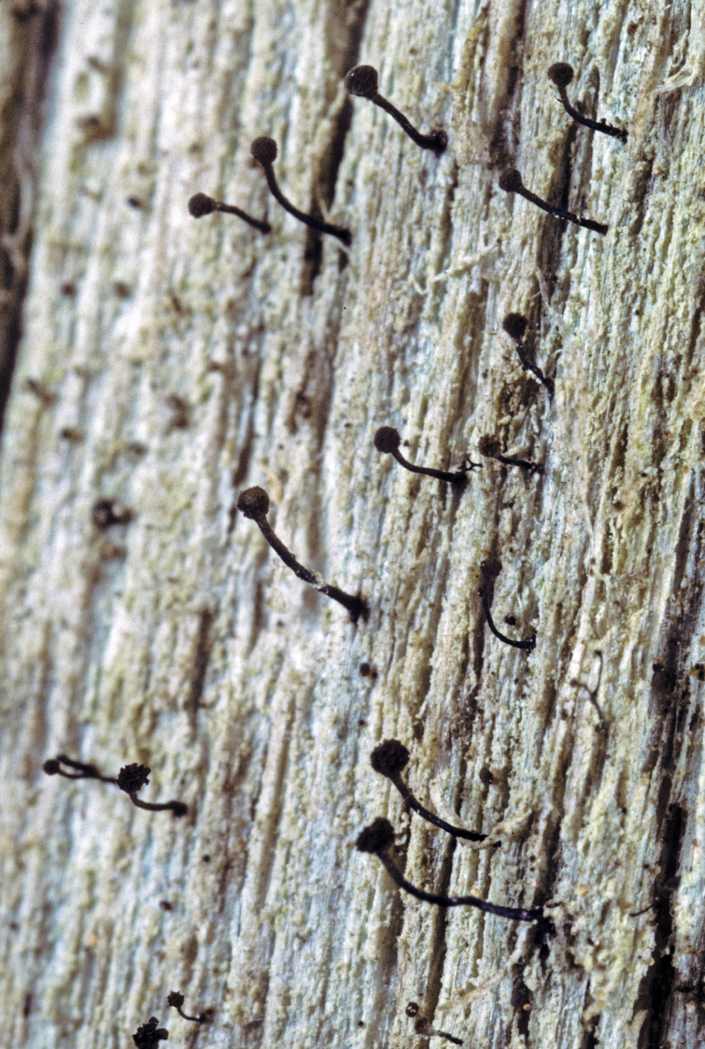 Chaenotheca brunneola image