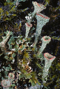 Cladonia borealis image