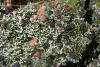 Image of Cladonia caespiticia