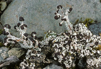 Image of Cladonia cariosa