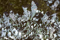 Cladonia cariosa image