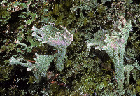 Cladonia chlorophaea image