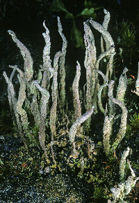 Cladonia cornuta image