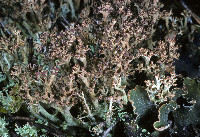 Cladonia crispata image