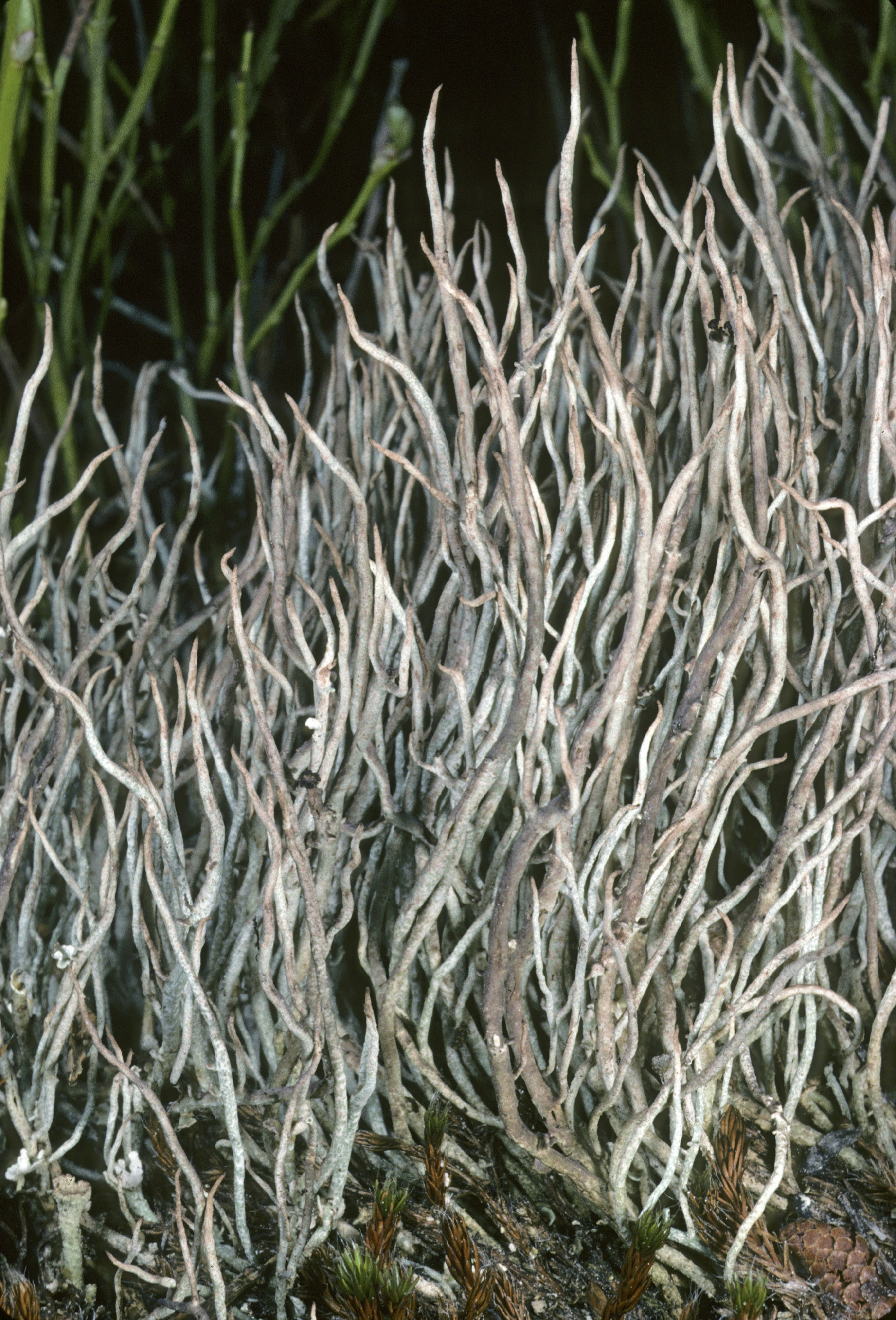 Cladonia ecmocyna image