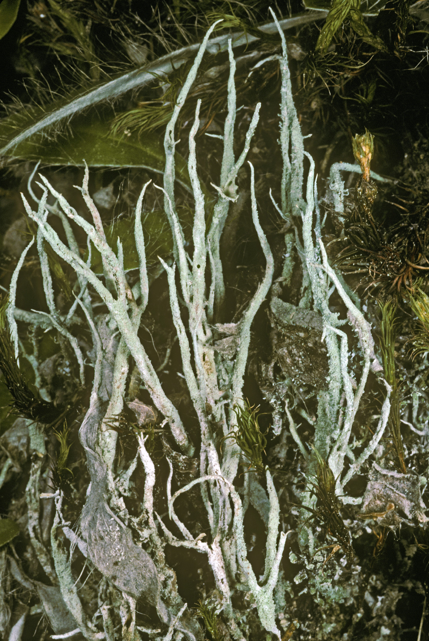 Cladonia farinacea image