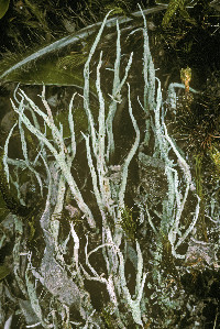 Image of Cladonia farinacea