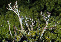 Cladonia furcata image