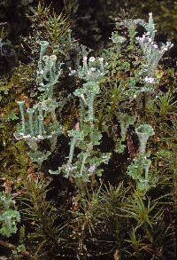 Image of Cladonia grayi