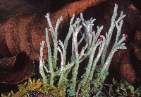 Image of Cladonia macilenta
