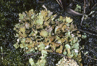Image of Cladonia mateocyatha