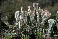 Cladonia merochlorophaea image