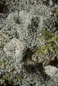 Cladonia pyxidata image